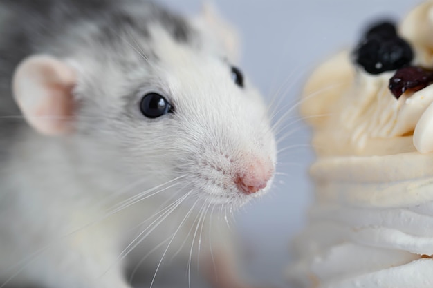 Photo cute and funny decorative white gray laboratory rat. rodent portrait. there is a piece of cake in the background.