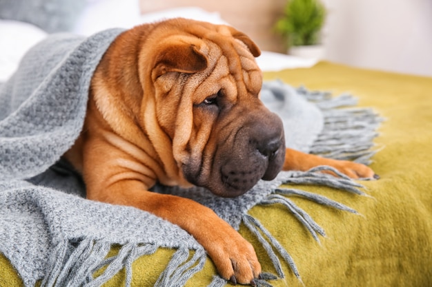 自宅のベッドでかわいい面白い犬