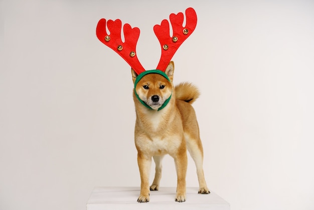 Cute funny dog in red deer antlers posing in studio on light background concept for christmas and ne...