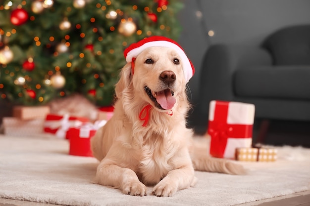 Cute funny dog in Santa hat at home on Christmas eve