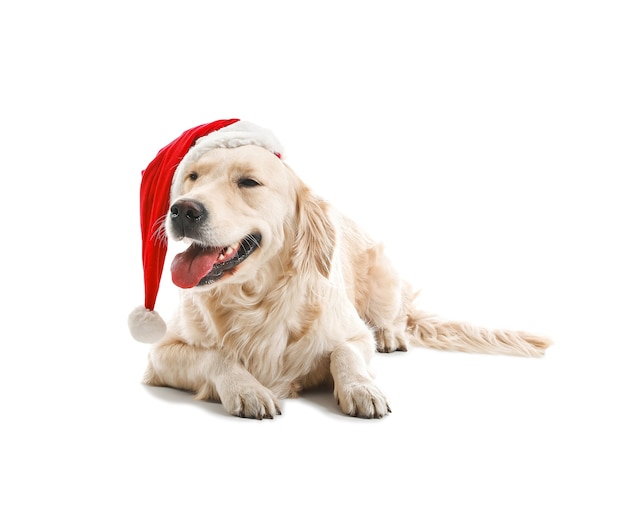 Милая забавная собака в шляпе Санта-Клауса на белом