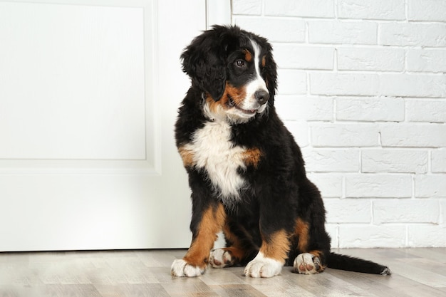 Cute funny dog sitting near door at home