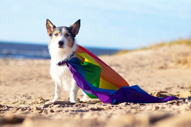 カラフルなレインボーゲイlgbtフラグを持つかわいい面白い犬。プライドホリデーコンセプト。アウトドアライフスタイル