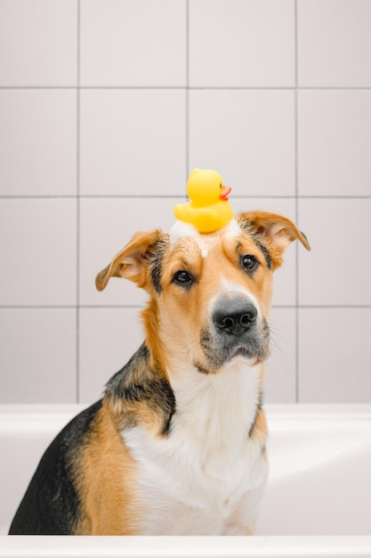 A cute funny domestic mongrel or outbred dog having a bath with bubbles and foam and rubber duck