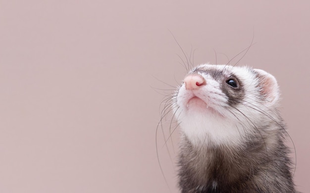 The cute funny ferret portrait banner copy space