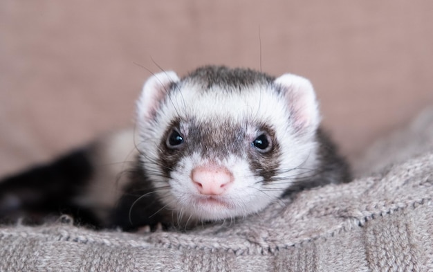 The cute funny ferret portrait