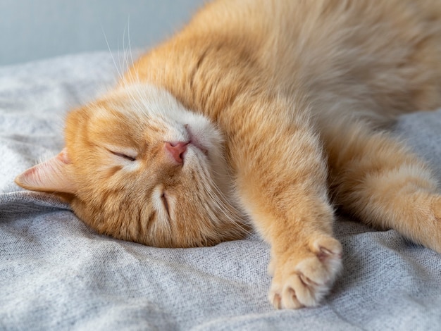 Cute funny ginger cat lies on a gray blanket and stretches after sleep, opening his eyes