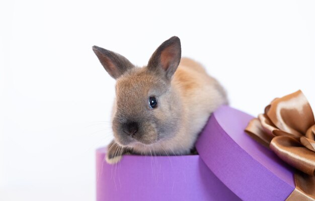 Милый забавный рыжий декоративный кролик сидит в очень пурпурной подарочной коробке цилиндрической формы и смотрит в камеру на белом фоне.