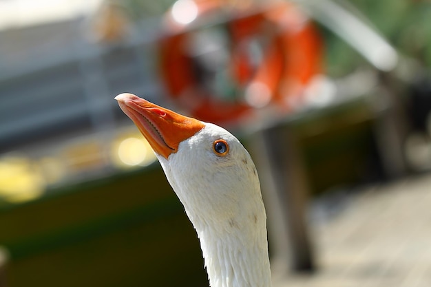 a cute and funny goose by the river