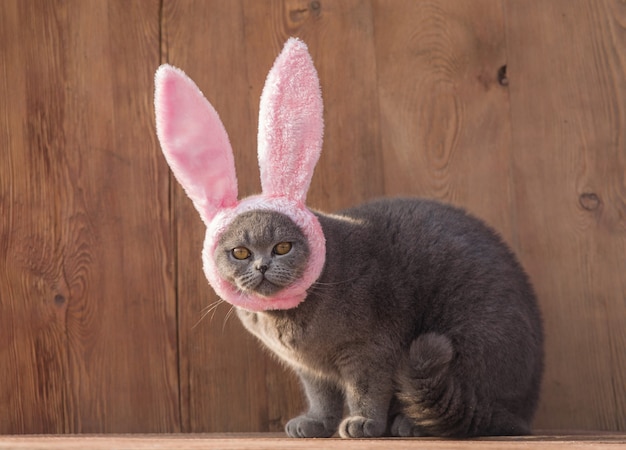 Милый забавный серый кот в кроличьих ушках