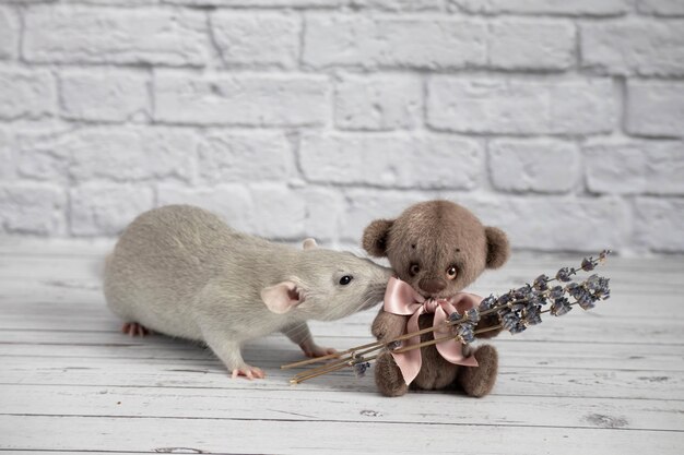 A cute and funny gray decorative rat bites a teddy bear toy by the ear. Rodent close-up portrait.