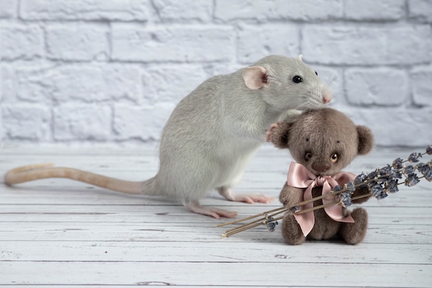 귀엽고 재미있는 회색 장식용 쥐가 곰 장난감을 귀로 물었습니다. 설치류 클로즈업 초상화.