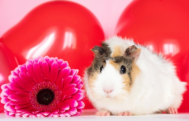 Cute funny guinea pig among beautiful pink flowers against a\
pink background