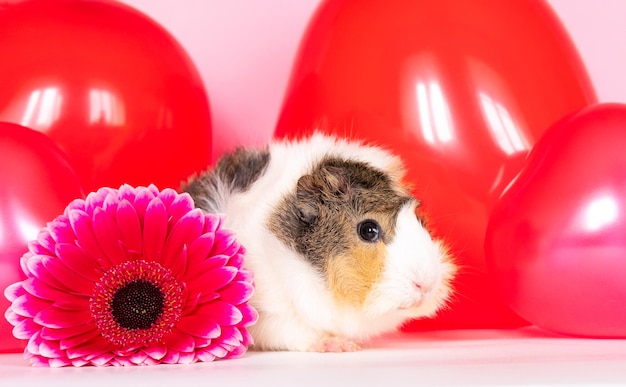 Cute funny guinea pig among beautiful pink flowers against a\
pink background