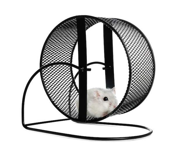 Cute funny hamster running in black wheel on white background