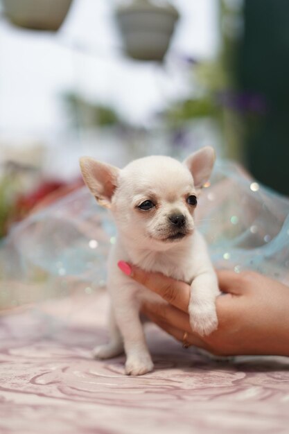 A cute, funny, happy white chihuahua puppy sits in the hands of a girl in summer, sunny afternoon