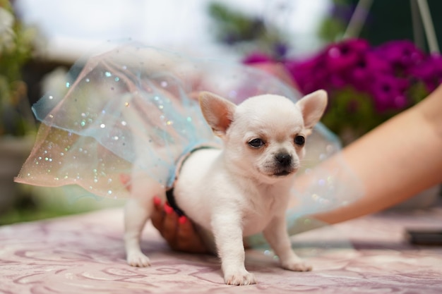 A cute, funny, happy white chihuahua puppy sits in the hands of a girl in summer, sunny afternoon