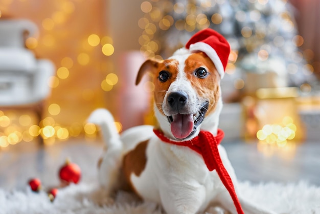 cute and funny jack russell terrier is waiting for the holiday at home