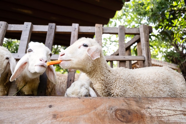 ペット動物園でキャロットを食べている可愛い面白い子羊