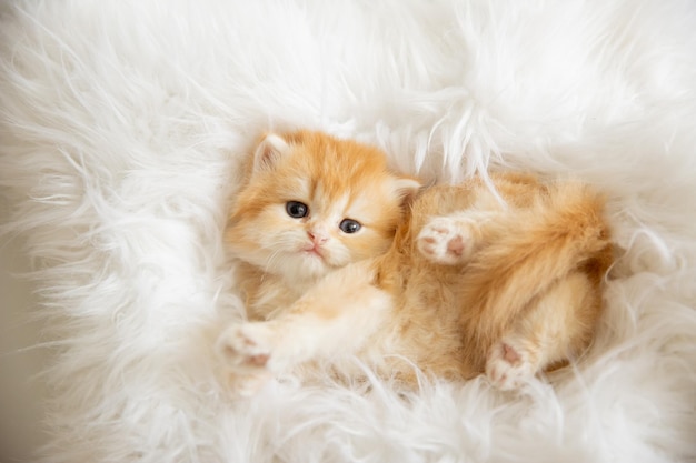 Cute funny little kitten is sleeping lying on his back on a fur blanket