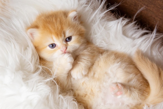 Cute funny little kitten is sleeping lying on his back on a fur blanket