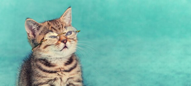 Cute funny little kitten wearing glasses on a bluegreen background Horizontal banner