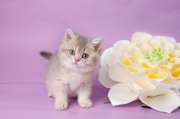 紫色の背景に花を持つかわいい面白い子猫