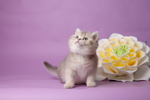 보라색 배경에 꽃이 있는 귀여운 새끼 고양이