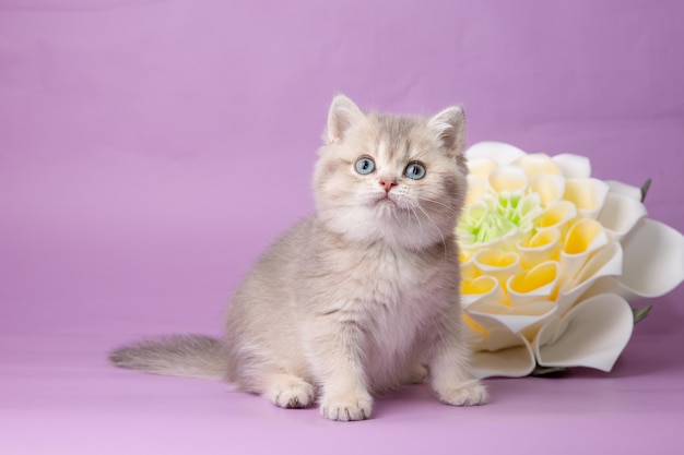 紫色の背景に花を持つかわいい面白い子猫