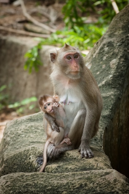 タイの自然林の極端なクローズアップでカブの顔の肖像画のビューとかわいい面白い猿