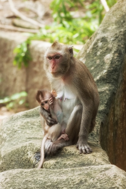 Cute Funny Monkey with Cub Face Portrait View in Natural Forest of Thailand extreme closeup