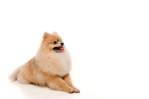 Cute funny pomeranian spitz dog lying on white