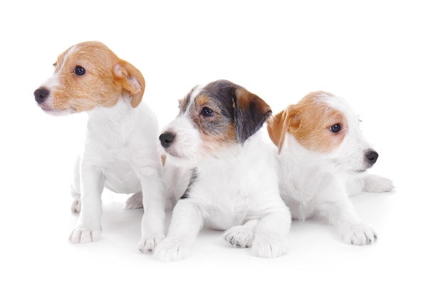 Cute funny puppies on white background