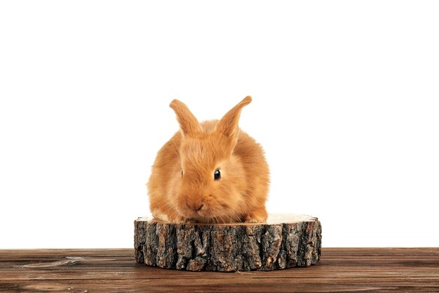 Cute funny rabbit on wooden surface against white background