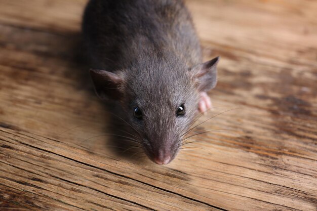 Cute funny rat on wooden background closeup