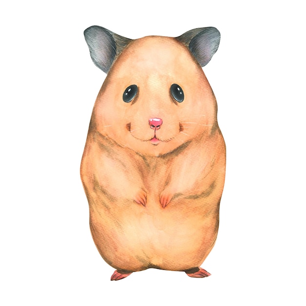 Cute funny red hamster fulllength portrait Watercolor illustration An isolated object from the VETERINARY collection For the design and decoration of posters cards children's prints stickers