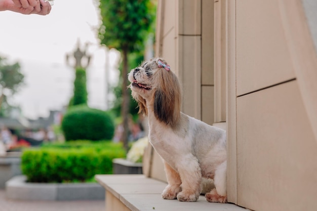 かわいい面白いシーズー犬の屋外。犬の毛繕い。街で面白い犬