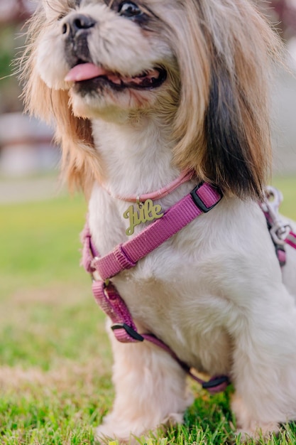 Cute funny shih tzu breed dog outdoors. Dog grooming. Funny dog at the city