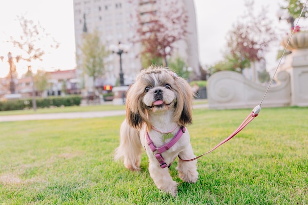 Cute funny shih tzu breed dog outdoors. dog grooming. funny dog\
at the city