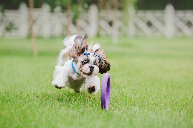 Photo cute funny shih tzu breed dog outdoors dog grooming funny dog