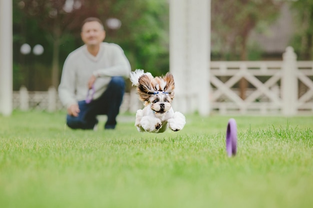 Cute funny shih tzu breed dog outdoors Dog grooming Funny dog