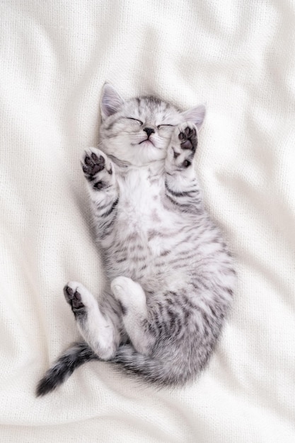 Cute funny striped Scottish fold kitten sleeping lying on back white blanket on bed Concept of adorable little pets Relax domestic pets