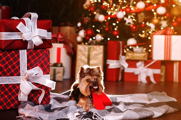 Cute funny terrier dog near christmas present Christmas card banner