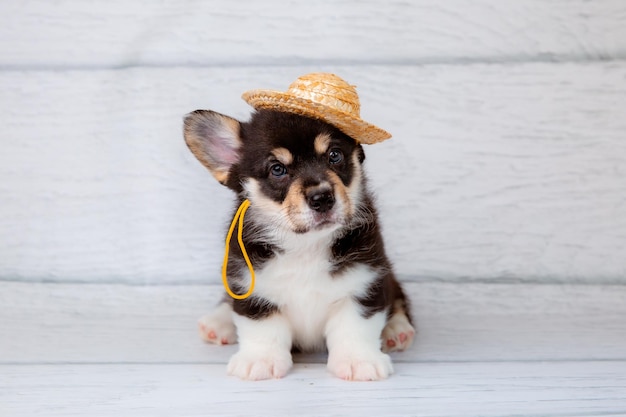 Photo cute funny welsh corgi puppy in a straw hat sits on a white wooden background looking at the camera