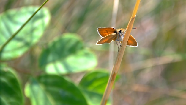 Cute funny yellow butterfly on a twig of grass The rural thickhead or yellowochre bronze fly or western forest thick head or forest thickhead is a butterfly of the family Cerambycidae