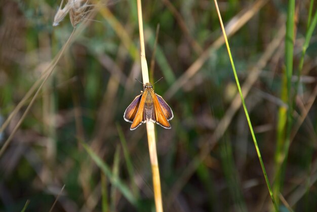 Cute funny yellow butterfly on a twig of grass The rural thickhead or yellowochre bronze fly or western forest thick head or forest thickhead is a butterfly of the family Cerambycidae