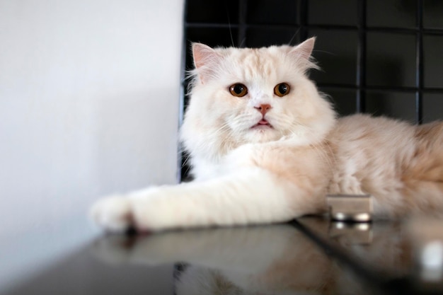 Cute furry cat relax in its house