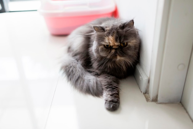 Photo cute furry cat relax in its house