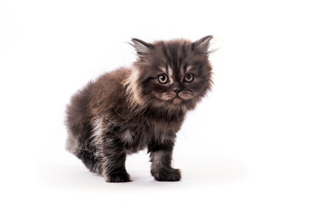 Cute furry dark kitten looking aside isolated on white background