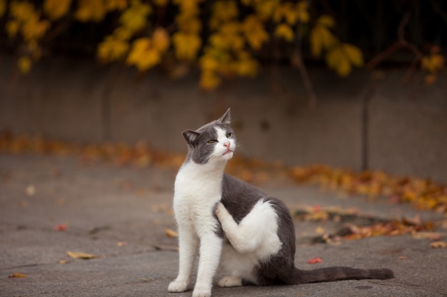 Cute furry kitties outdoors